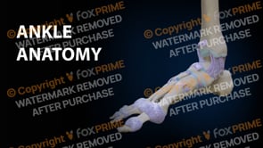 Leg Ankle Anatomy (Animation)