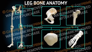 Leg Bone Anatomy (Animation)