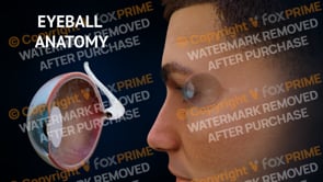 Eyeball Anatomy (No Text) (Animation)