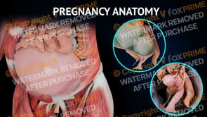Female Anatomy During Pregnancy  | Female | Light