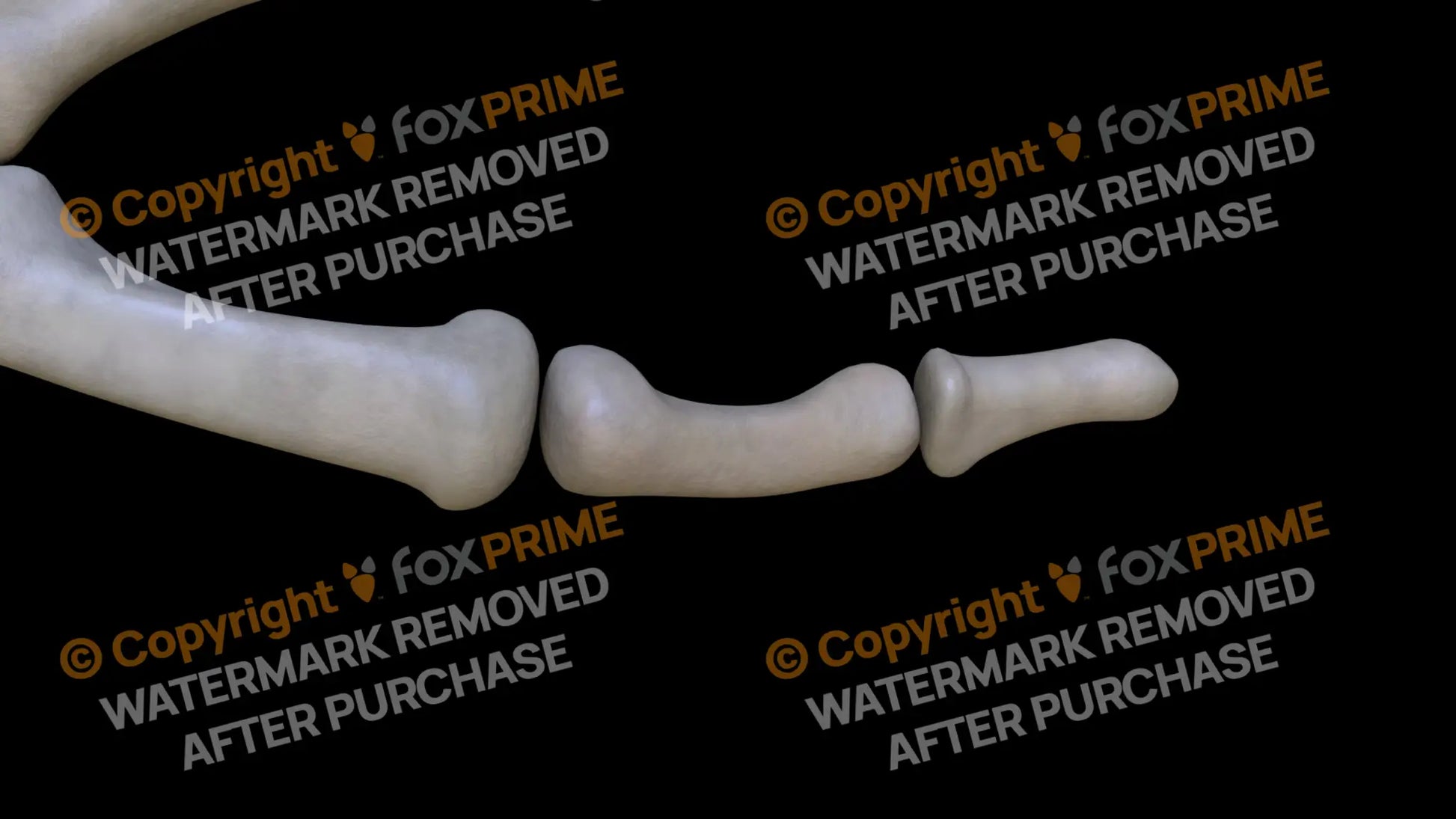 Proximal Phalange 01 2 (Left) Still Shot