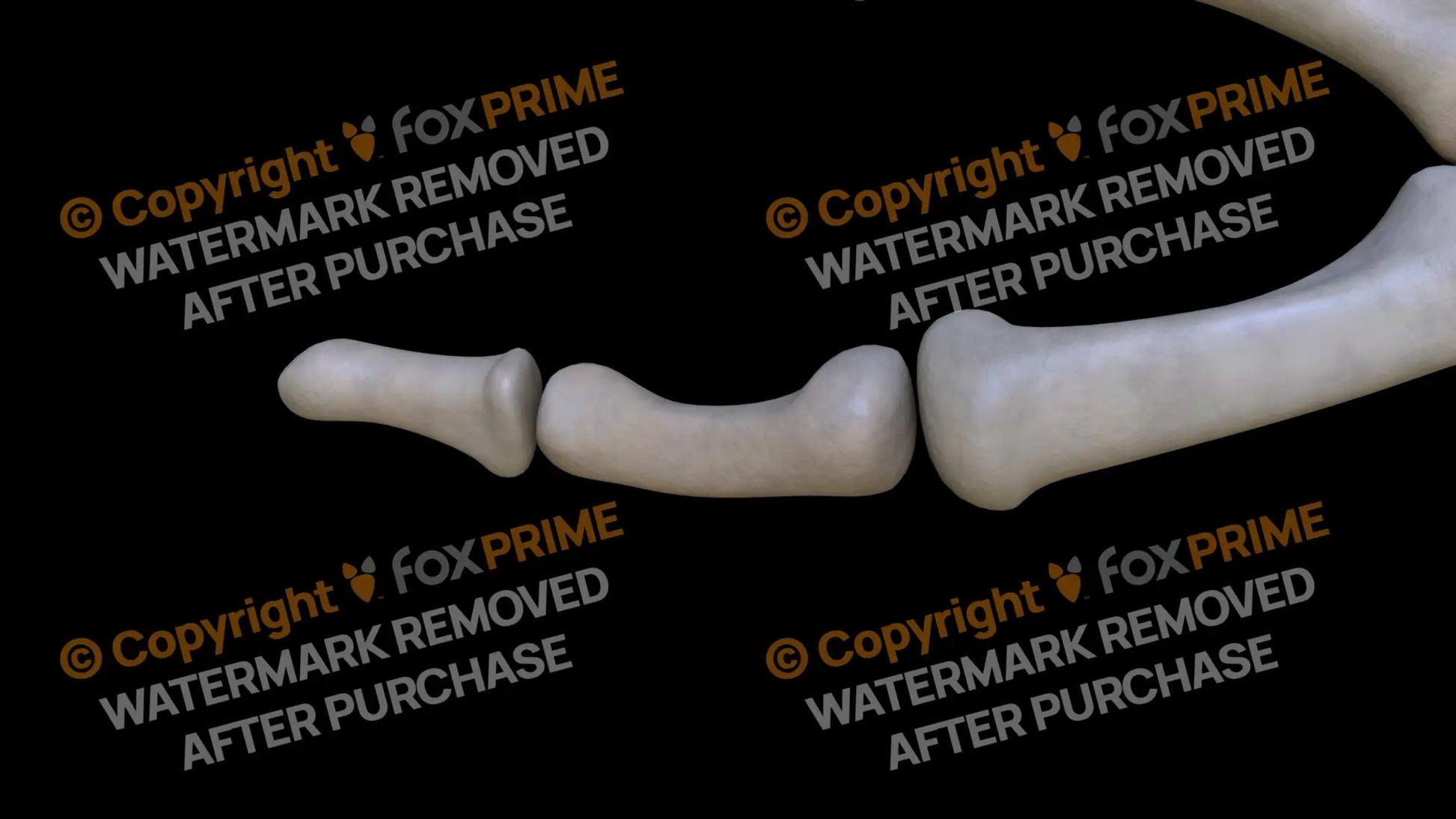 Proximal Phalange 01 2 (Right) Still Shot