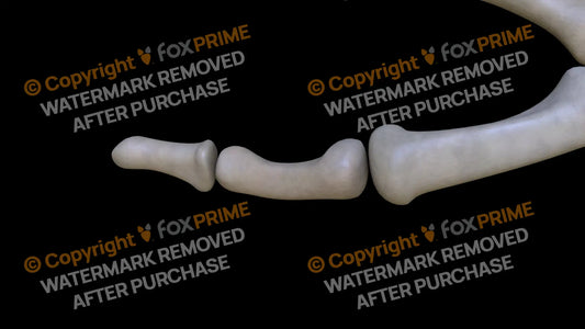 Proximal Phalange 01 2 (Right) Still Shot