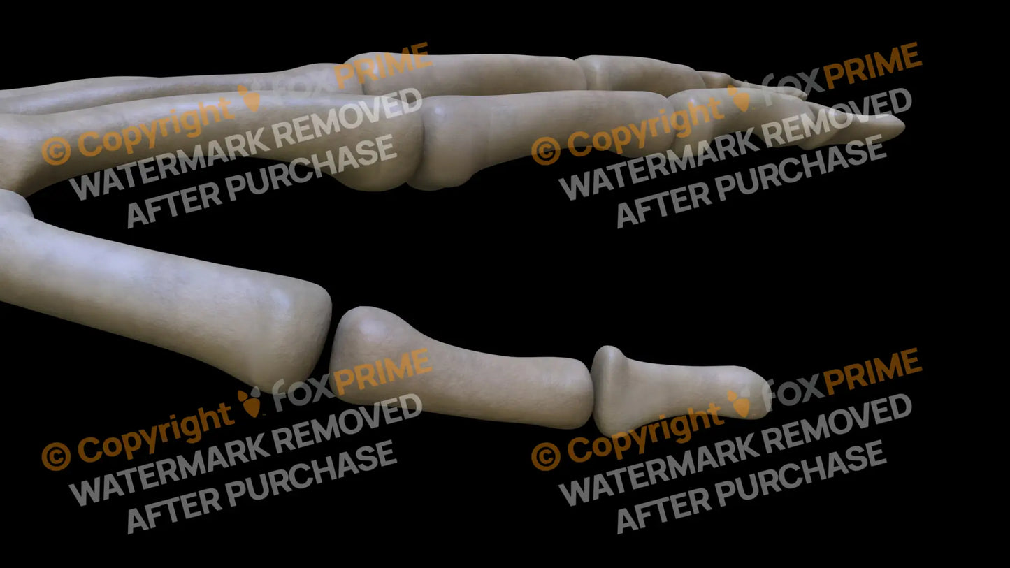 Proximal Phalange 01 (Left) Still Shot