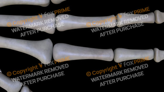 Proximal Phalange 02 (Left) Still Shot