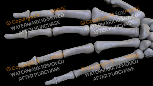 Proximal Phalange 04 (Left) Still Shot