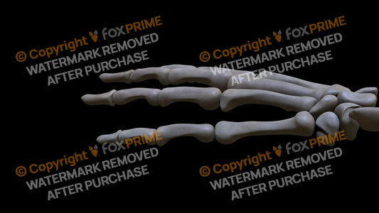 Proximal Phalange 05 (Left) Still Shot