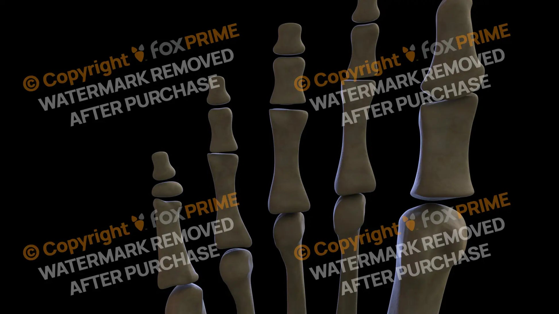 Proximal Phalanges 01-05 2 (Right) Still Shot
