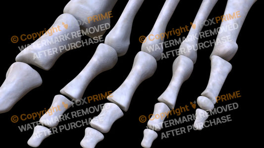 Proximal Phalanges 01-05 (Left) Still Shot