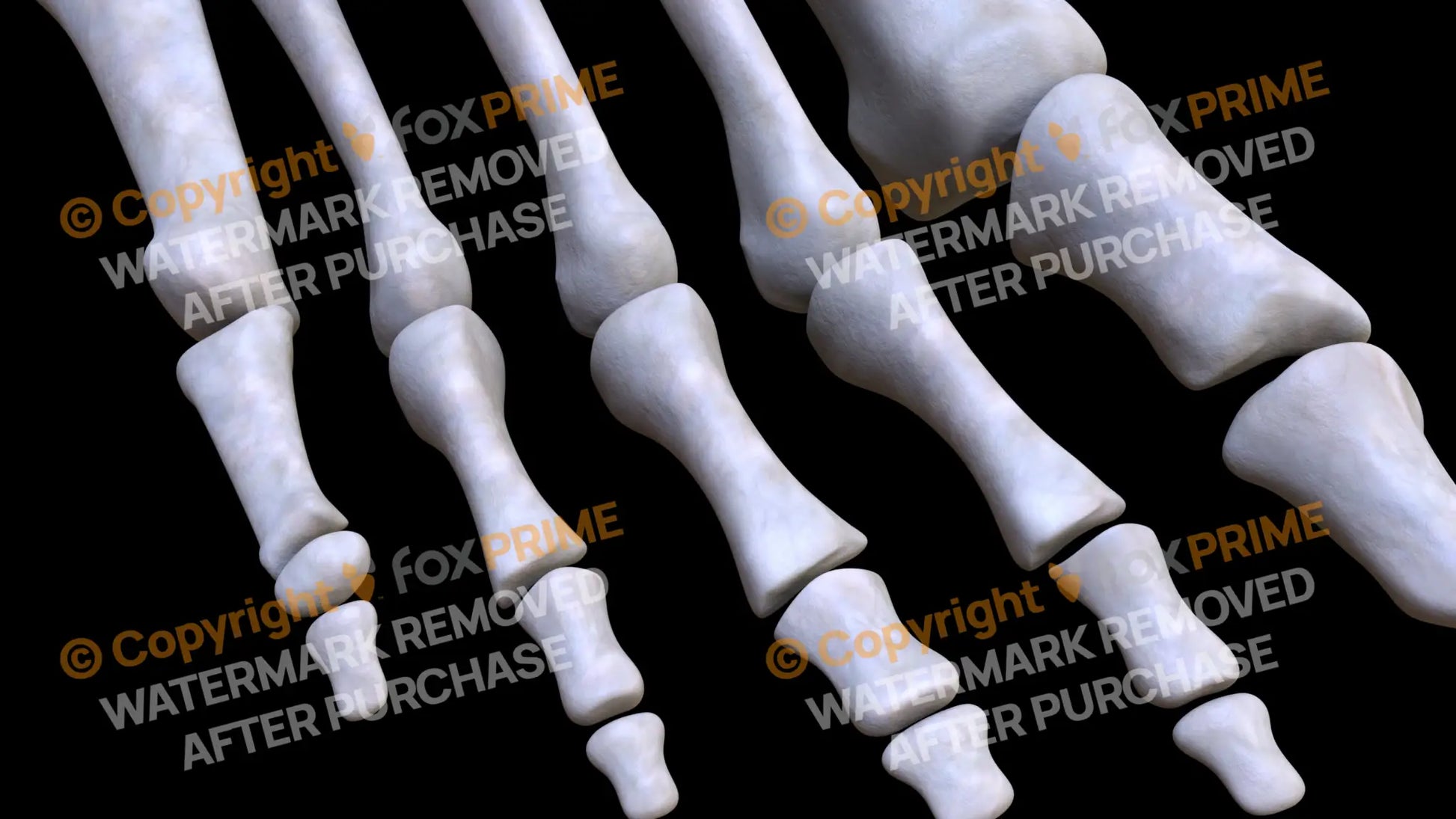 Proximal Phalanges 01-05 (Right) Still Shot