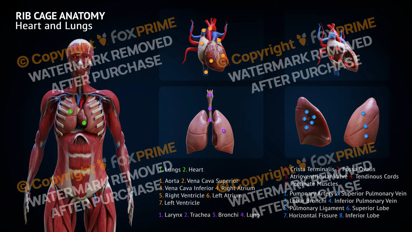 Rib Cage Anatomy Heart And Lungs Single Use / Female Still Shot