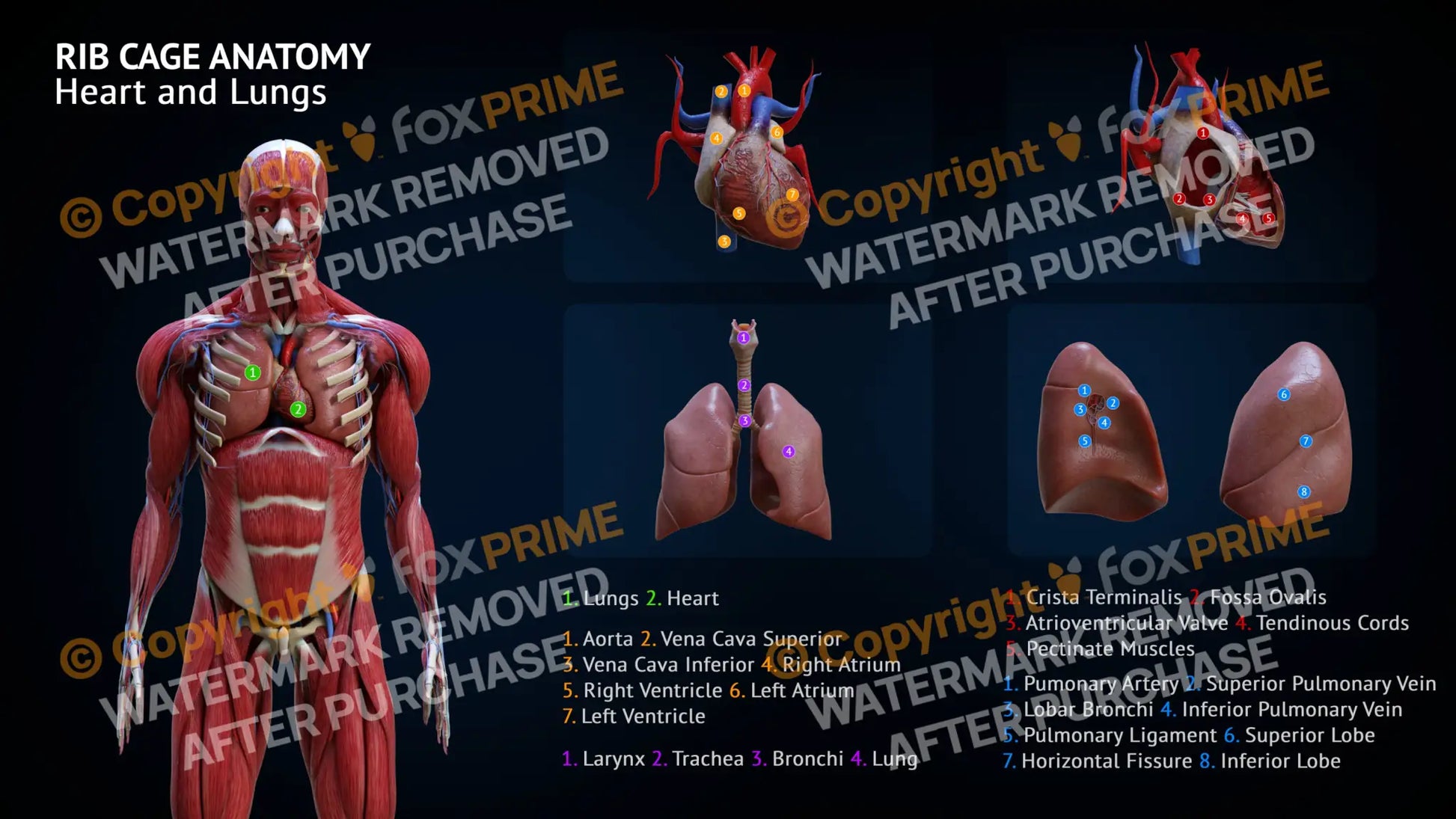 Rib Cage Anatomy Heart And Lungs Single Use / Male Still Shot