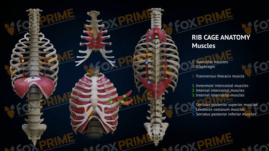 Rib Cage Anatomy Still Shot