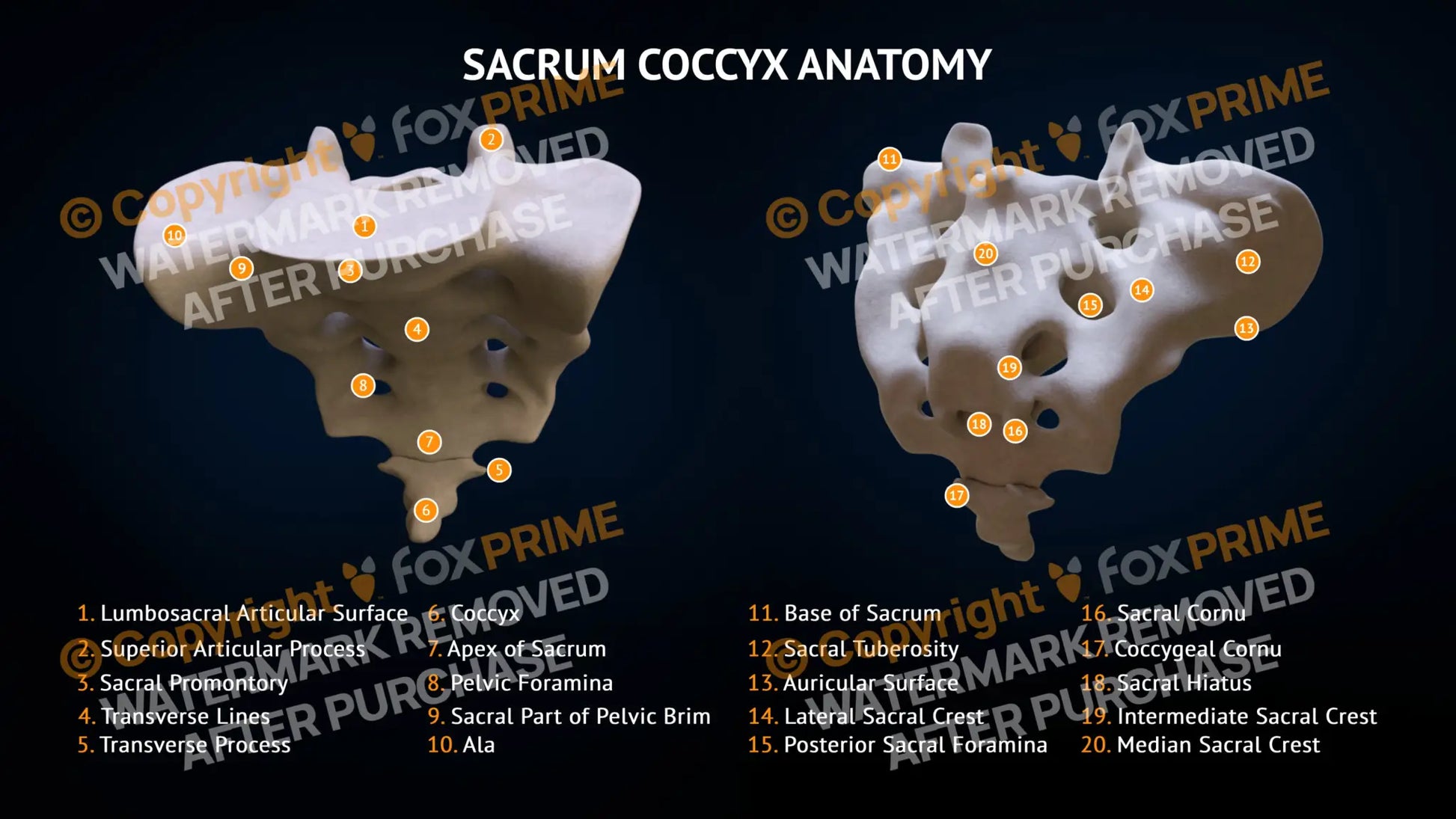 Sacrum Coccyx Bone Anatomy Still Shot