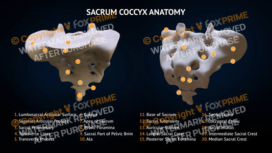 Sacrum Coccyx Bone Anatomy Still Shot