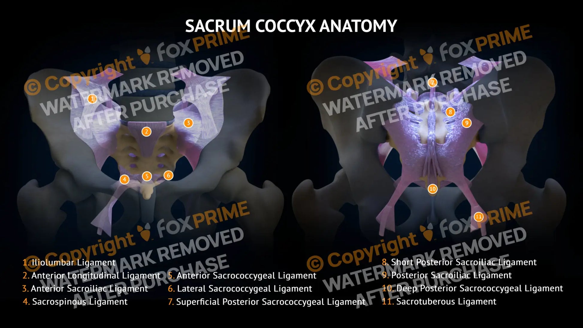 Sacrum Coccyx Ligaments Anatomy Still Shot
