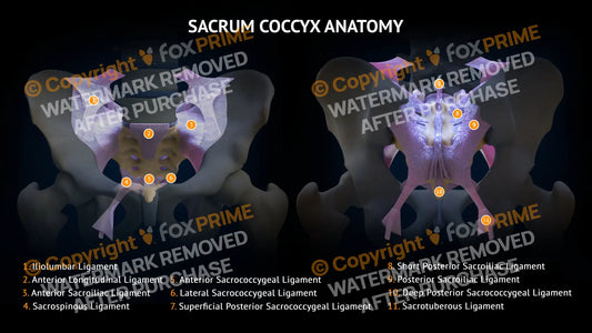 Sacrum Coccyx Ligaments Anatomy Still Shot