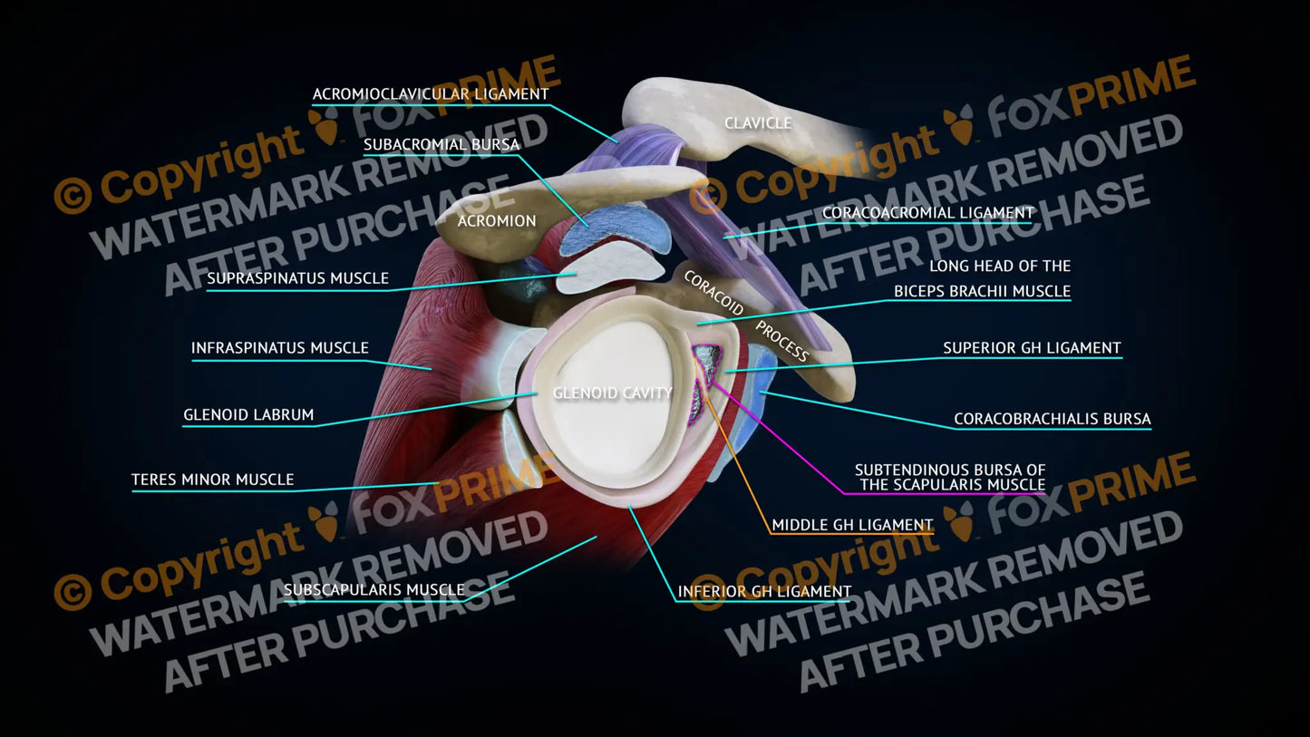 Shoulder Anatomy - Cross-Section - Still Shot