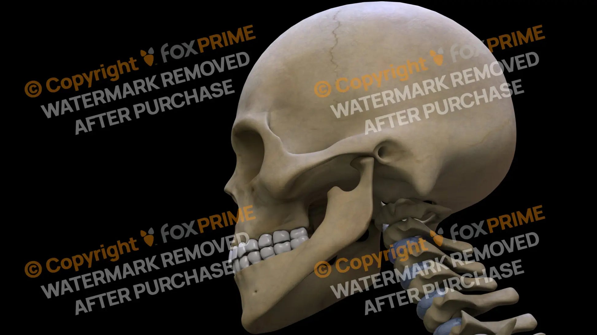 Sphenoid Bone (Left) Still Shot