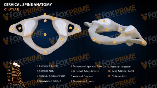 Spine Cervical Anatomy C1 Still Shot