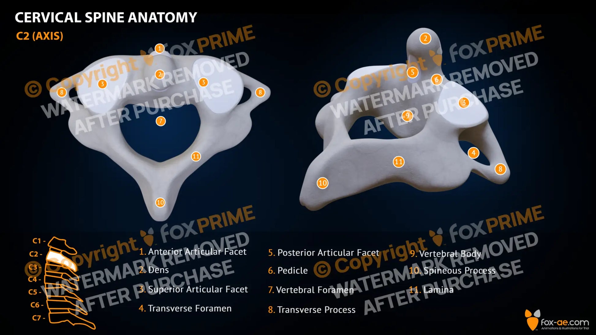 Spine Cervical Anatomy C2 Still Shot