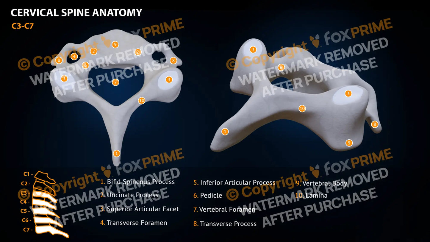 Spine Cervical Anatomy C3-C7 Still Shot