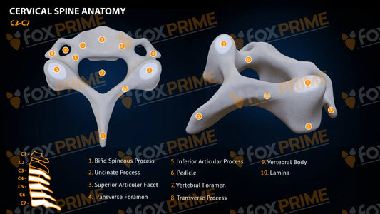 Spine Cervical Anatomy C3-C7 Still Shot