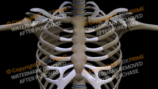 Sternum 2 Still Shot