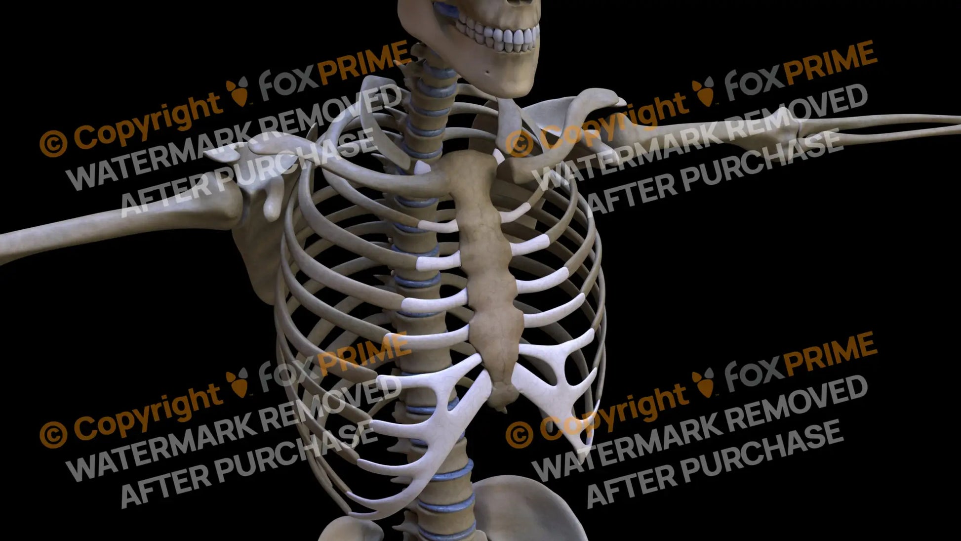 Sternum 3 (Right) Still Shot