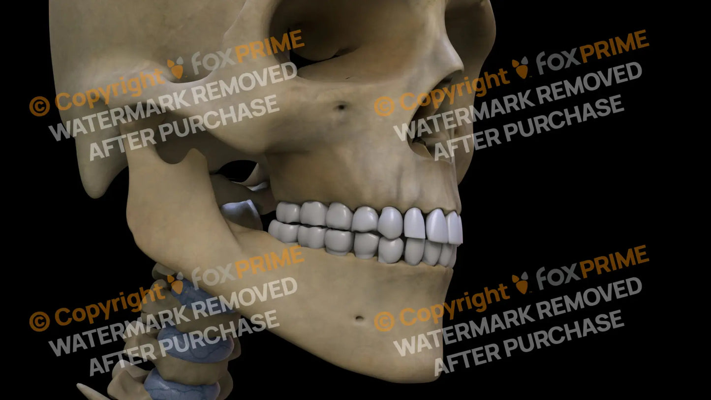 Teeth (Right) Still Shot