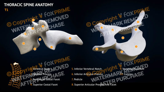 Thoracic Spine Anatomy T1 Still Shot