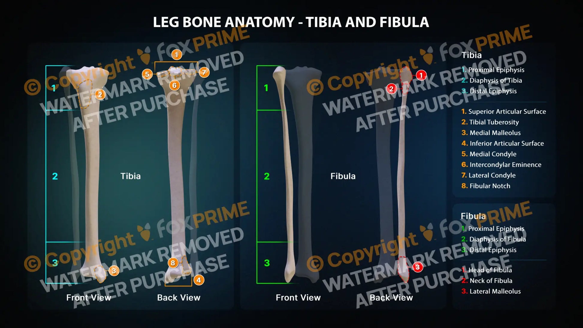 Tibia and Fibula Anatomy Still Shot