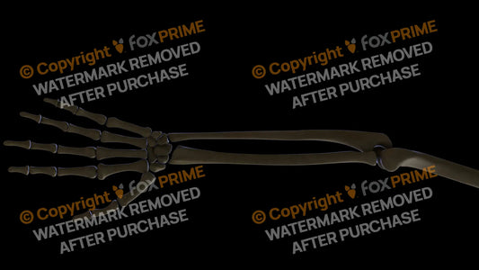 Ulna 3 (Left) Still Shot