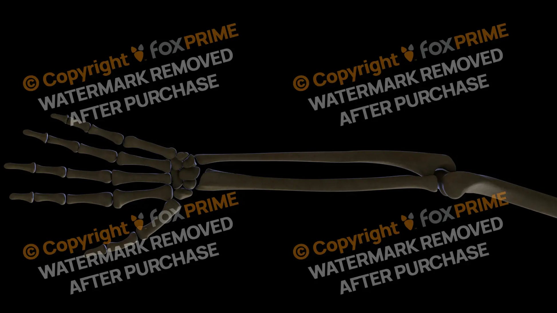 Ulna 3 (Left) Still Shot