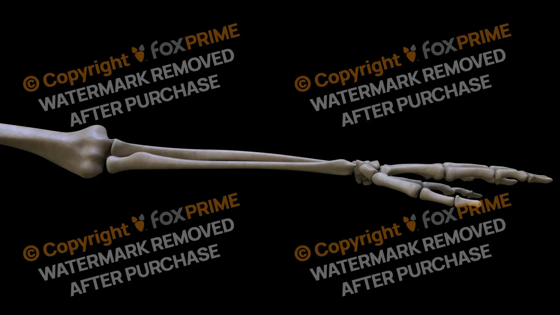Ulna 4 (Left) Still Shot