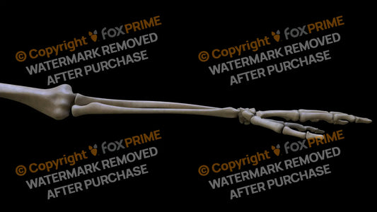 Ulna 4 (Left) Still Shot