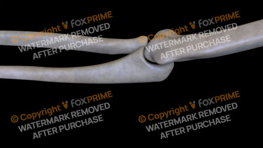 Ulna 5 (Left) Still Shot