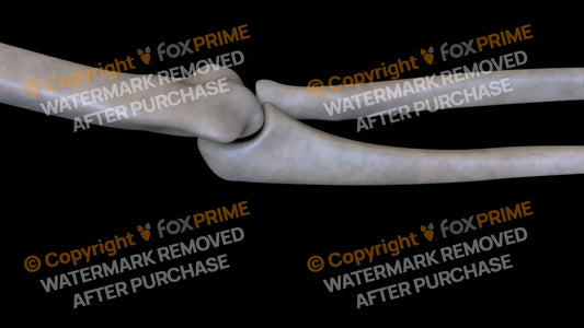 Ulna 5 (Right) Still Shot