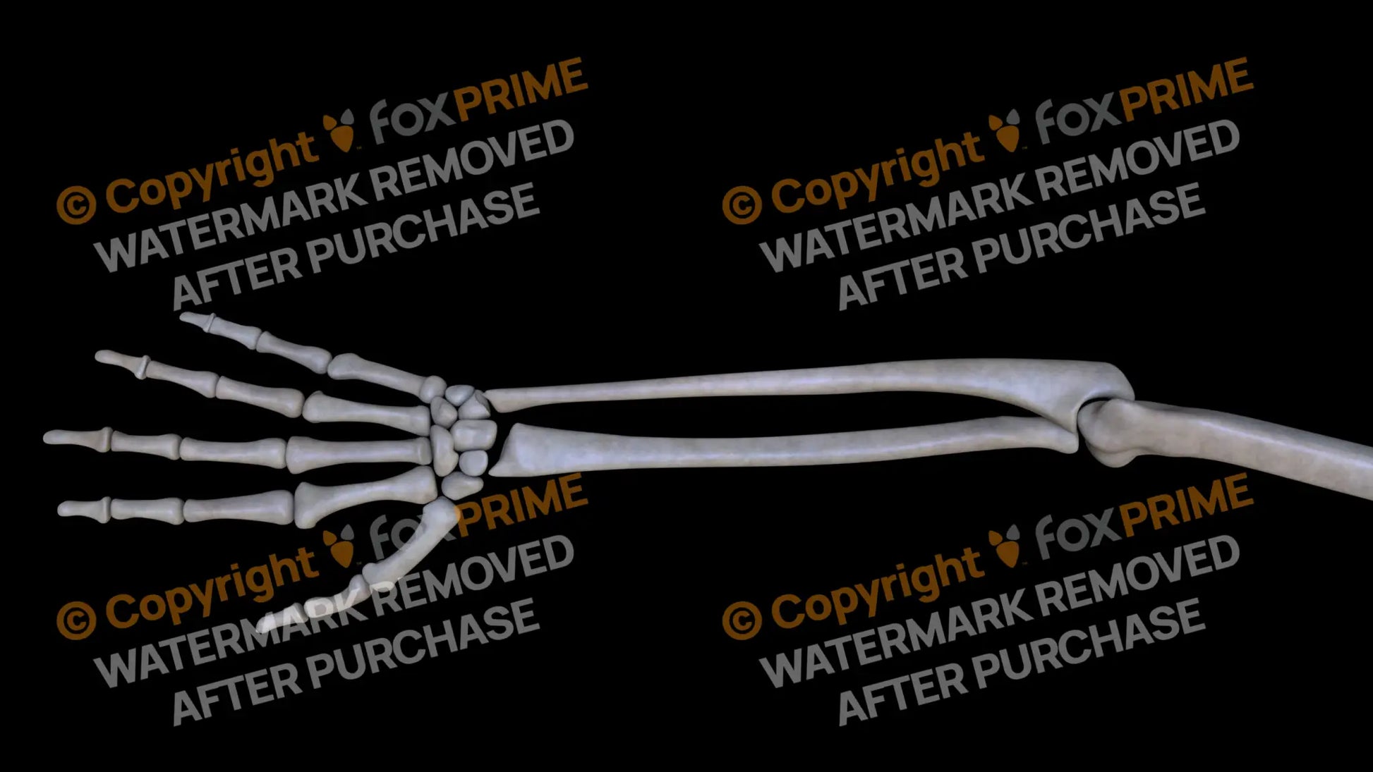 Ulna (Right) Still Shot