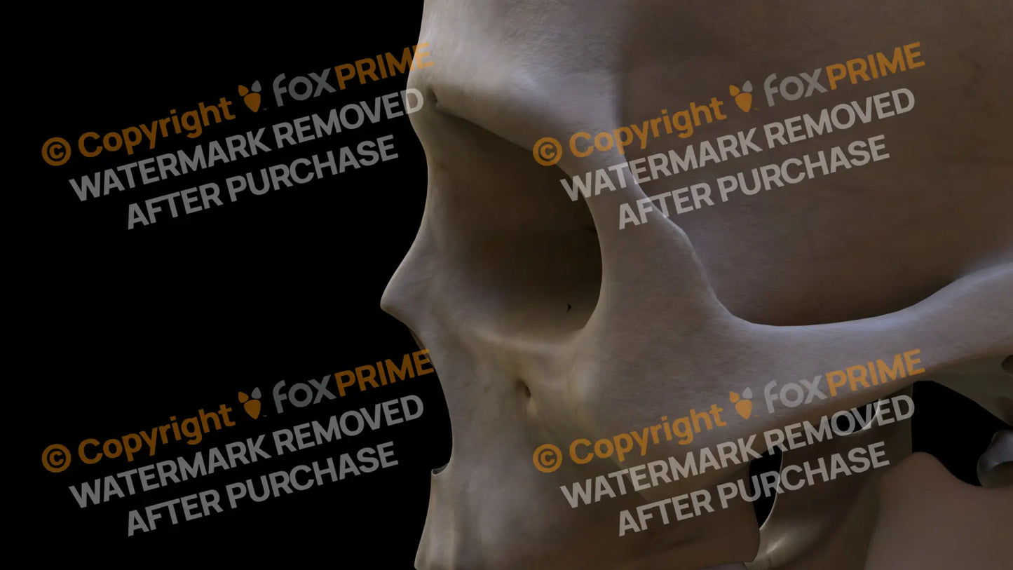 Zygomatic Bone 2 (Left) Still Shot