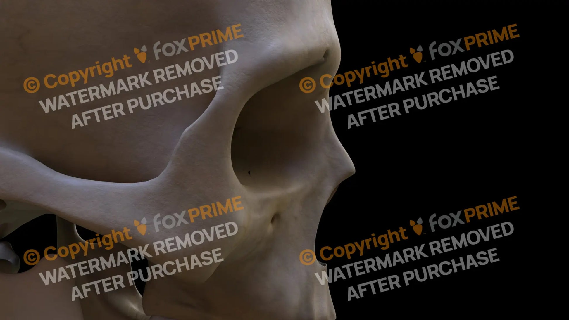 Zygomatic Bone 2 (Right) Still Shot