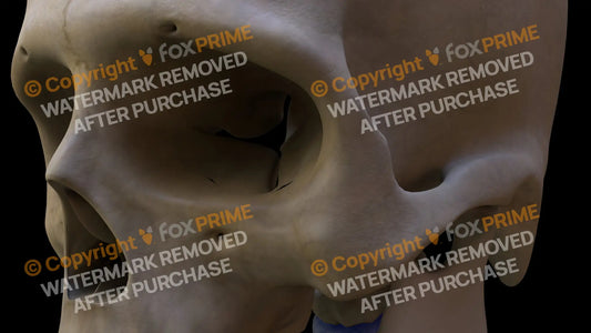Zygomatic Bone (Left) Still Shot