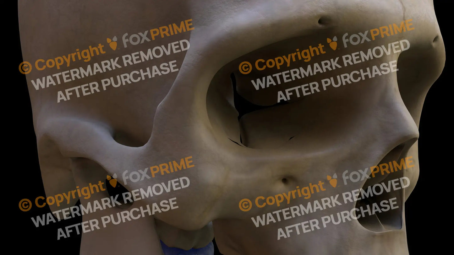 Zygomatic Bone (Right) Still Shot